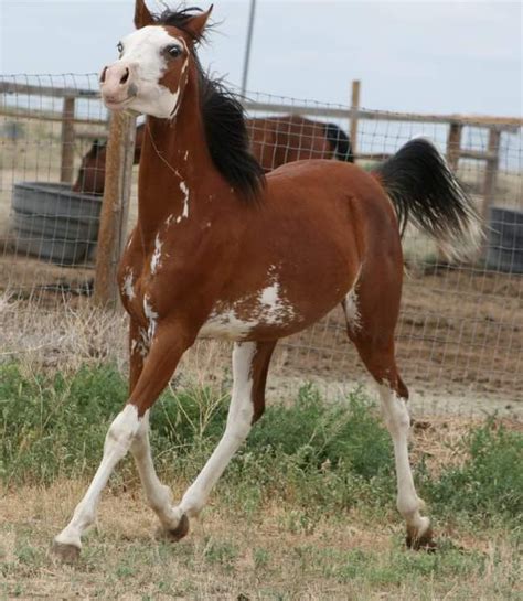 meet virginia bay sabino arabian pretty horses male horse