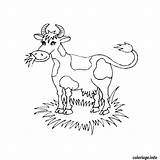 Coloriage Yack Vache Dessin Imprimer Imprimé sketch template