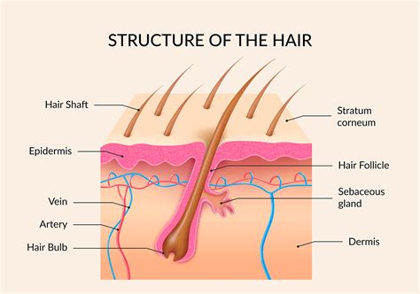 hair follicle hair root diagram  potoapixnanbio