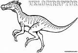 Velociraptor Coloring Pages Raptor Printable Color Getcolorings Print Getdrawings sketch template