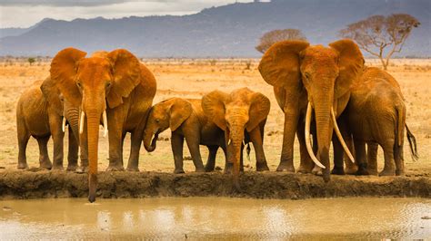 african safari pictures hd desktop wallpapers  hd