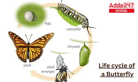 life cycle  butterfly project explanation  class