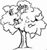 Baum Malvorlage Ausmalbild Malvorlagen Arboles Herunterladen Coloriage sketch template
