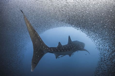 whale shark resource ocean life education