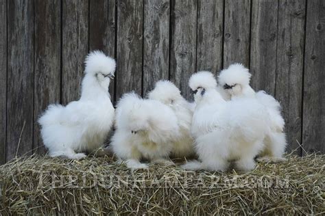 Silkie Chickens For Sale