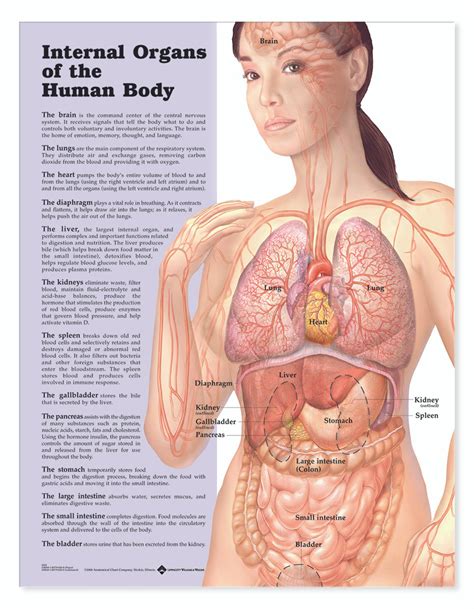 reference chart internal organs   human body biologyproductscom