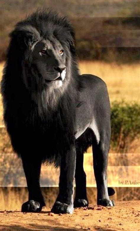 stunning black lion  images rare animals weird animals black lion