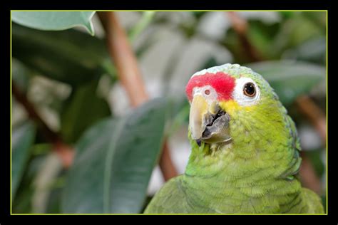 exotisch foto bild tiere zoo wildpark falknerei voegel bilder auf fotocommunity