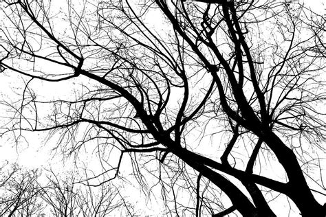 black trees photograph  maurizio cintioli