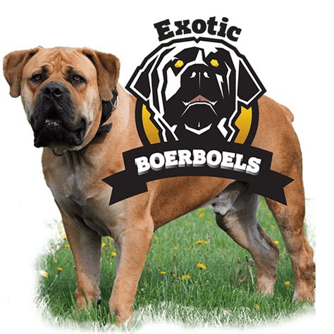 Exotic Boerboel Breeders South African Boerboel Puppies For Sale