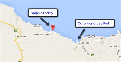 ocho rios dolphin park general information swimming with dolphins 1