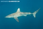 Afbeeldingsresultaten voor "carcharhinus Brachyurus". Grootte: 152 x 102. Bron: shark-references.com