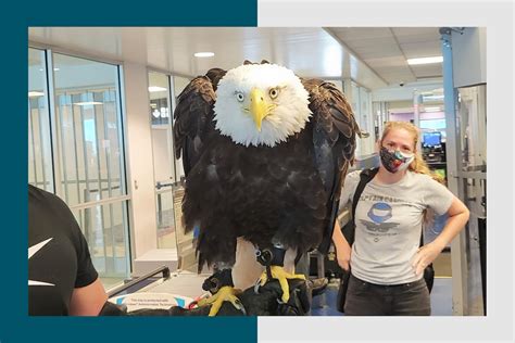 bald eagle in tsa line surprises charlotte airport passengers the