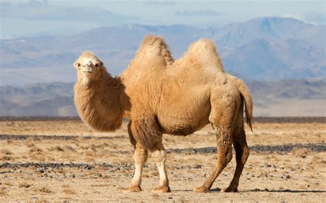 camel wes phelan