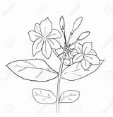 Jasmine Flower Drawing Sampaguita Arabian Line Tattoo Flowers Drawings Botanical Getdrawings Tattoos Sketches Simple sketch template