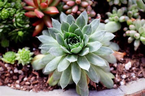 succulent plants   lovely addition   home