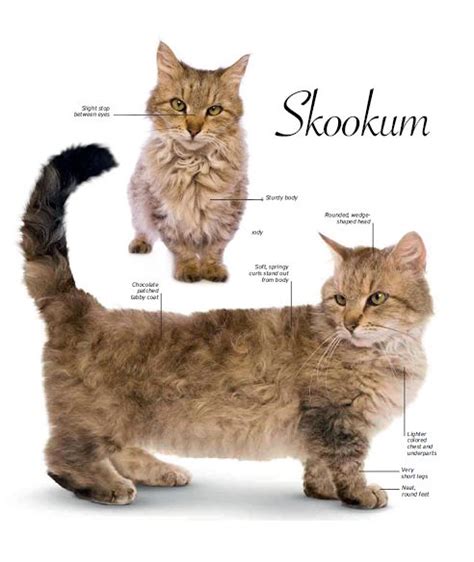 skookum curly cat cats cat breeds