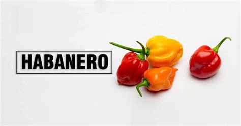 habanero pepper health benefits