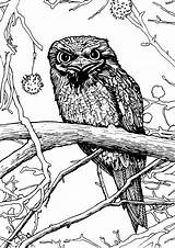 Tawny Frogmouth Coloring Flora Fauna Illustrations Australiana Colouring 69kb 850px sketch template