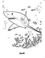 Shark Coloring Mako Getcolorings sketch template