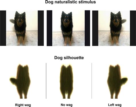 deciphering dogs left   tail wags send  signals