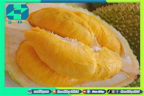 jenis jenis durian unggul zona hidup