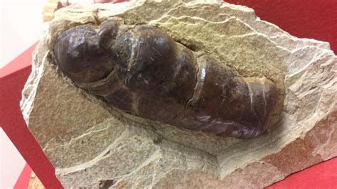 museum unveils largest collection  fossilized poop