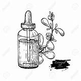 Drawing Medicine Bottle Clipart Essential Medication Medici Oil Getdrawings Administration Paintingvalley Draw Marjoram sketch template