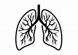 Lungs Pic Background Transparent sketch template