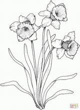 Coloring Narcissus Drawing Daffodil Flower Flowers Daffodils Printable Pages Drawings Line Outline Gladiolus Paperwhite Select Color Category Tattoo Colour Sheets sketch template