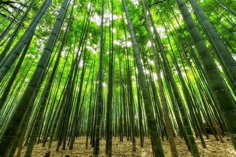 bamboe hout terrasplanken balken en gevelbekleding