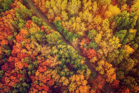 autumn forest   stock image colourbox
