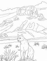 Coloring National Park Big Bend Pages Mountain Lion Printable Drawing Puma Click Texas Kids Categories sketch template