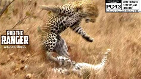 rough leopard courtship rituals youtube