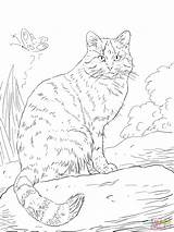 Cat Wild Coloring Pages European Cats Animals Colouring Printable Animal Supercoloring Caracal Print Sheets Color Wildcat Drawing sketch template