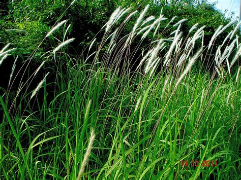 imperata cylindrica  p beauv bukit tagar selangor flickr