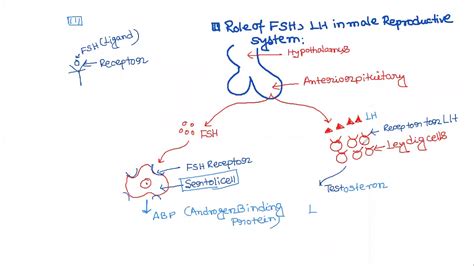 role  fsh  lh hormone  male reproductive system youtube