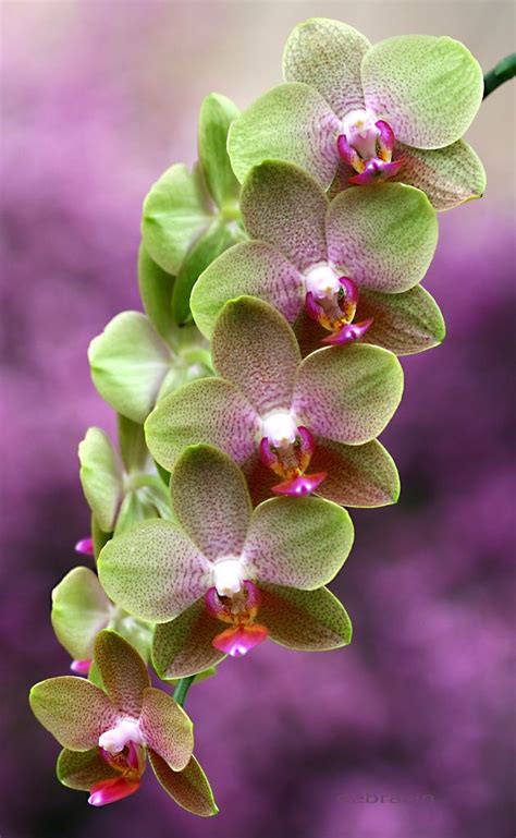 111 Best Phalaenopsis Orchids Moth Orchids Images On