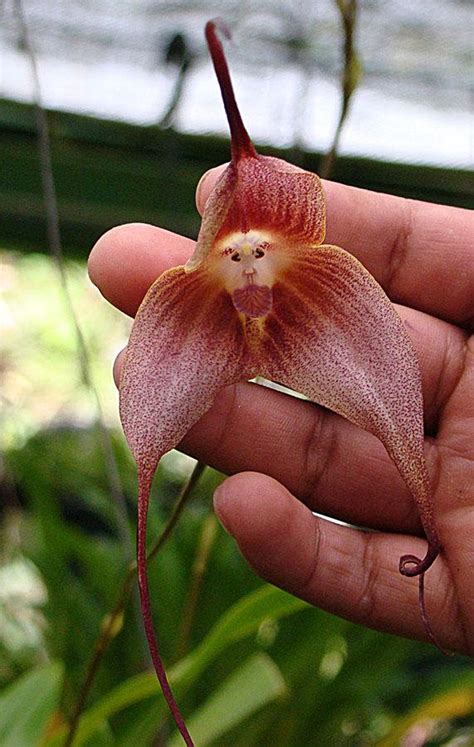 monkey orchids     cute  monkey faces