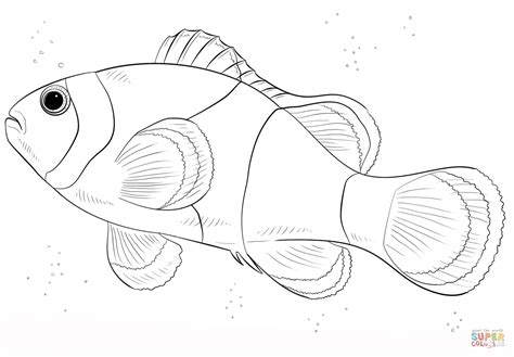 clown fish coloring page  printable coloring pages