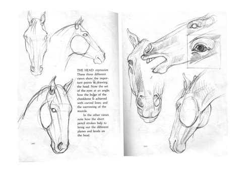 mold breaker drawing horses
