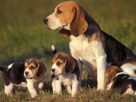 rules   jungle beagle puppies