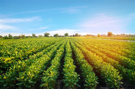 potato plantations grow   field vegetable rows farming