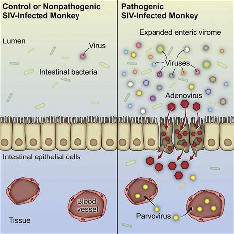 Pathogenic Simian Immunodeficiency Virus Infection Is Associated With