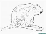 Mewarnai Beruang Polar Cangkir Buku Nya Bentuk Bawah Ditampilkan Berisi Dibagian Dihalaman sketch template