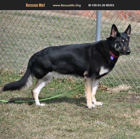 adopt 20042000203 ~ german shepherd rescue ~ red oak ia