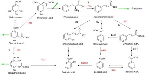 biosynthesis  salicylic acid  plants