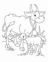 Calf Cow Coloring Pages Drawing Outline Printable Colouring Template Kids Getdrawings Getcolorings Print Golden Popular Color sketch template