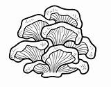 Pleurotus Coloringcrew Mushrooms Coloring sketch template