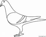 Pigeon Printable Coloringall Colouring sketch template